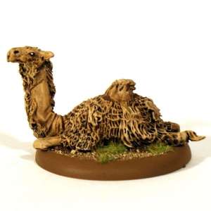 Camel Resting